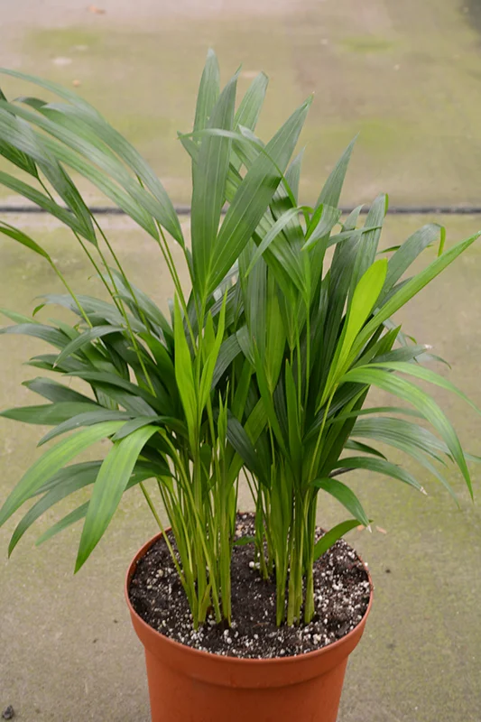 Areca Palm Plant 4'' Potted Houseplant - Tropical Decor