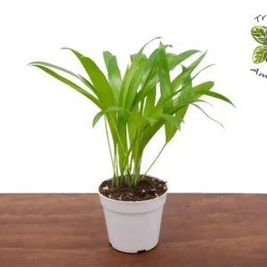 Areca Palm Plant 4'' Potted Houseplant - Tropical Decor