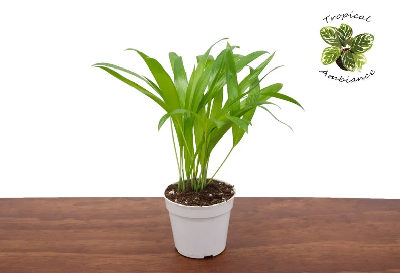 Areca Palm Plant 4'' Potted Houseplant - Tropical Decor