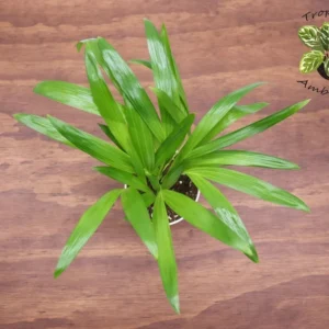 Areca Palm Plant 4'' Potted Houseplant - Tropical Decor