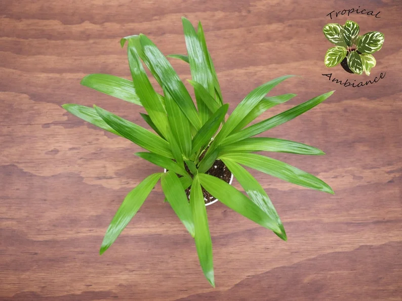 Areca Palm Plant 4'' Potted Houseplant - Tropical Decor