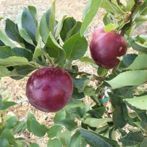 Arkansas Black Apple Fruit Tree Gall-Pot 3 Ft Tall | Dormant Apple Tree Variety