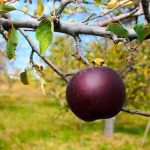 Arkansas Black Apple Fruit Tree Gall-Pot 3 Ft Tall | Dormant Apple Tree Variety