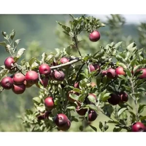 Arkansas Black Apple Tree - Sweet Apples Plant - 2-3 Feet Tall - Bare Roots