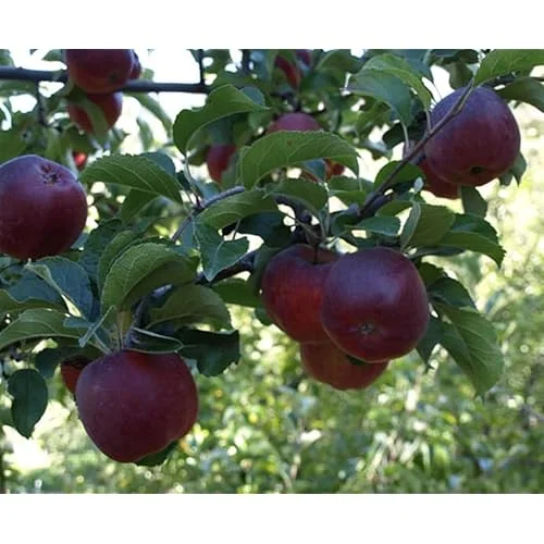 Arkansas Black Apple Tree - Sweet Apples Plant - 2-3 Feet Tall - Bare Roots