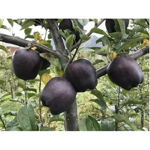Arkansas Black Apple Tree - Sweet Apples Plant - 2-3 Feet Tall - Bare Roots