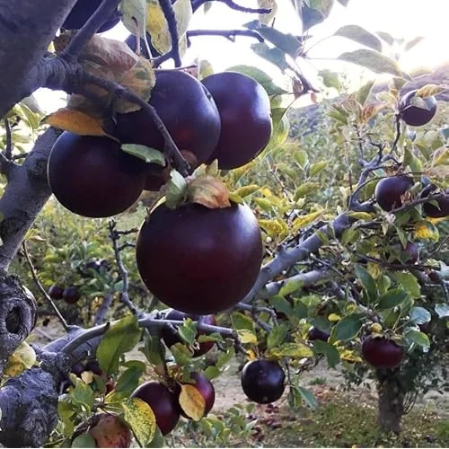 Arkansas Black Apple Tree - Sweet Apples Plant - 2-3 Feet Tall - Bare Roots