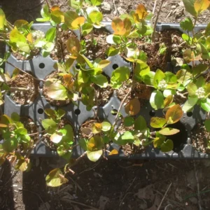 Aronia Prunifolia Aron - Edible Shrub Starter Plant - 7-9 Inches