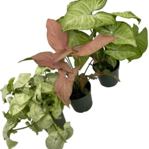 Arrowhead Assortment - 3 Pack Syngonium Podophyllum in 4