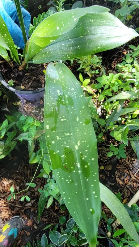 Aspidistra Milky Way Cast Iron Plant - 4'' Pot - Indoor/Outdoor