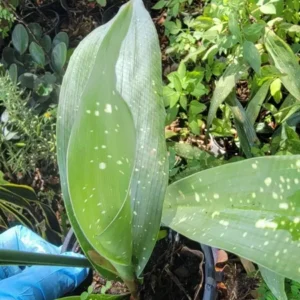 Aspidistra Milky Way Cast Iron Plant - 4'' Pot - Indoor/Outdoor