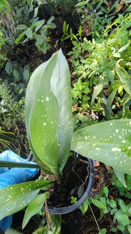 Aspidistra Milky Way Cast Iron Plant - 4'' Pot - Indoor/Outdoor