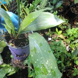 Aspidistra Milky Way Cast Iron Plant - 4'' Pot - Indoor/Outdoor