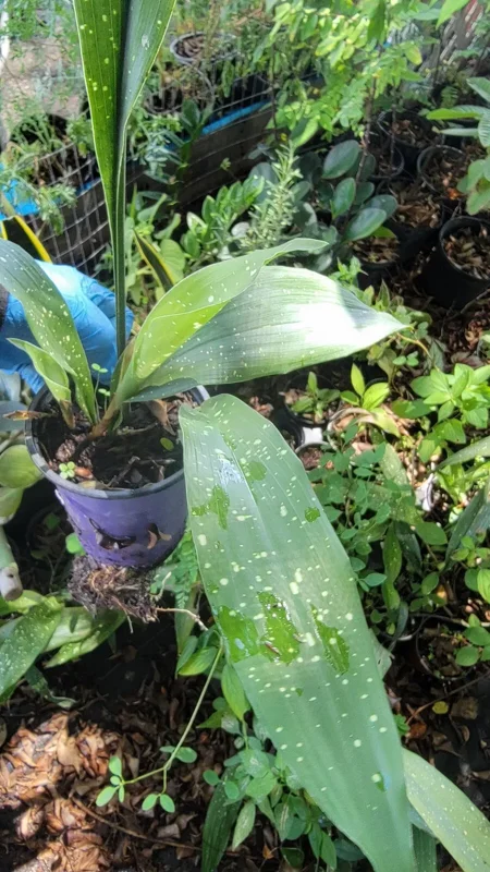 Aspidistra Milky Way Cast Iron Plant - 4'' Pot - Indoor/Outdoor