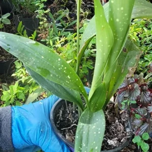 Aspidistra Milky Way Cast Iron Plant - 4'' Pot - Indoor/Outdoor