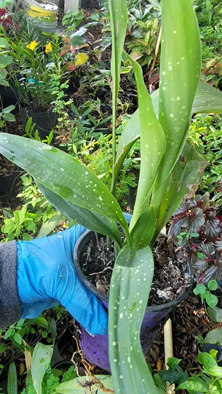 Aspidistra Milky Way Cast Iron Plant - 4'' Pot - Indoor/Outdoor