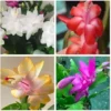 Assorted Christmas Cactus Plants - Live Schlumbergera - 4 to 6 Inches Tall