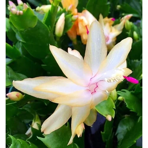 Assorted Christmas Cactus Plants - Live Schlumbergera - 4 to 6 Inches Tall
