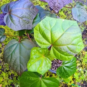 Aunt Lillie's South Sea Salad Tree Plant Plug - 3-6 Inch Edible Leaf Vegetable