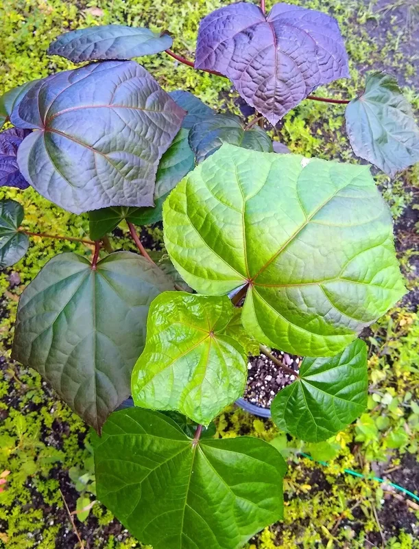 Aunt Lillie's South Sea Salad Tree Plant Plug - 3-6 Inch Edible Leaf Vegetable