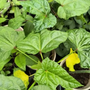 Aunt Lillie's South Sea Salad Tree Plant Plug - 3-6 Inch Edible Leaf Vegetable