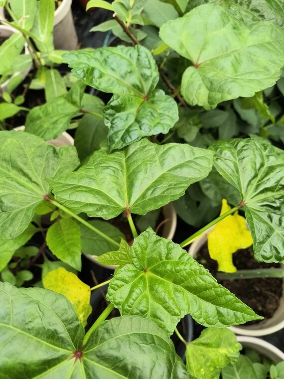 Aunt Lillie's South Sea Salad Tree Plant Plug - 3-6 Inch Edible Leaf Vegetable