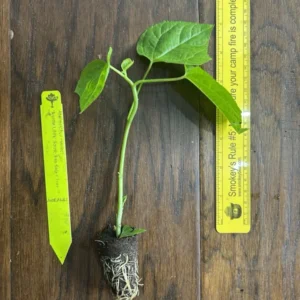 Aunt Lillie's South Sea Salad Tree Plant Plug - 3-6 Inch Edible Leaf Vegetable