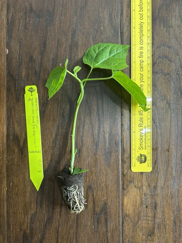 Aunt Lillie's South Sea Salad Tree Plant Plug - 3-6 Inch Edible Leaf Vegetable