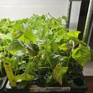 Aunt Lillie's South Sea Salad Tree Plant Plug - 3-6 Inch Edible Leaf Vegetable