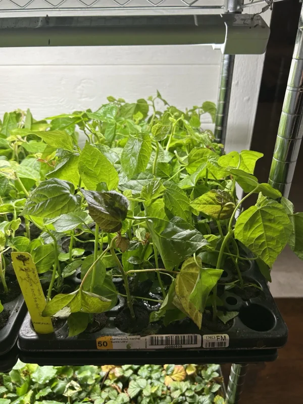 Aunt Lillie's South Sea Salad Tree Plant Plug - 3-6 Inch Edible Leaf Vegetable