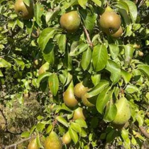 Ayers Pear Fruit Tree Bare-root 12-18" – Sweet, Disease-resistant Pear, Heirloom