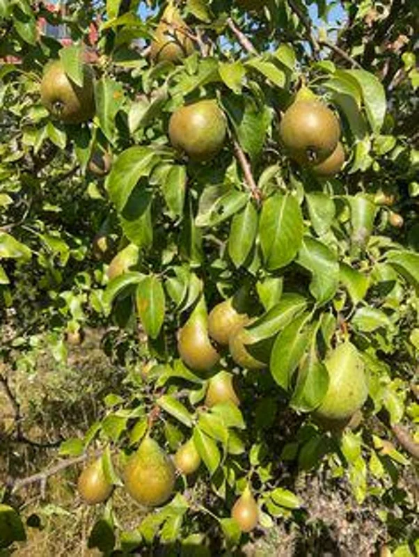 Ayers Pear Fruit Tree Bare-root 12-18" – Sweet, Disease-resistant Pear, Heirloom