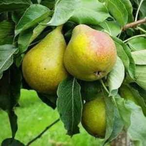 Ayers Pear Fruit Tree Bare-root 12-18