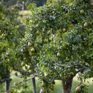 Ayers Pear Fruit Tree Bare-root 12-18