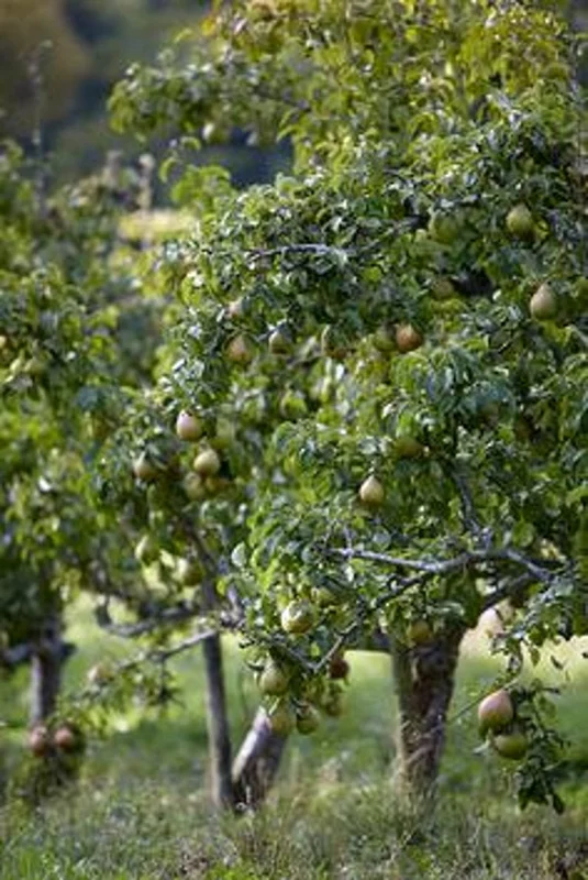 Ayers Pear Fruit Tree Bare-root 12-18" – Sweet, Disease-resistant Pear, Heirloom