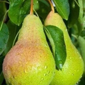 Ayers Pear Fruit Tree Bare-root 12-18