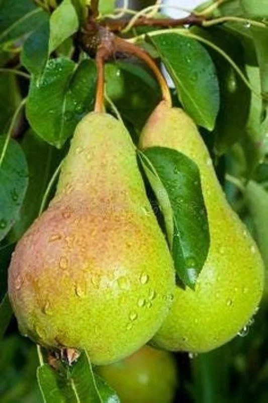 Ayers Pear Fruit Tree Bare-root 12-18" – Sweet, Disease-resistant Pear, Heirloom
