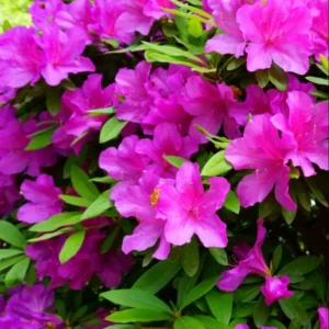 Azalea Purple Live Plant for Planting 10