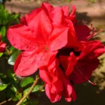 Azalea Red Live Plant for Planting 10"Tall 3"Pot Azalea Formosa Azalea Indica