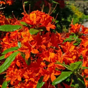 Azalea Red Live Plant for Planting 10