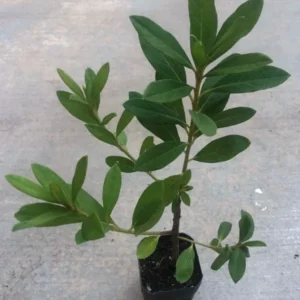 Azalea Red Live Plant for Planting 10