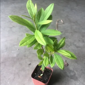 Azalea Red Live Plant for Planting 10