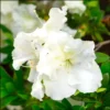Azalea White Live Plant for Planting 10"Tall 3"Pot Azalea Formosa Azalea Indica