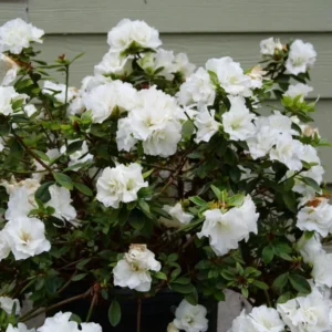 Azalea White Live Plant for Planting 10"Tall 3"Pot Azalea Formosa Azalea Indica