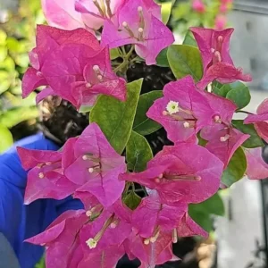 BABY PINK Imperial Thai Delight Bougainvillea Live Plant 5-7