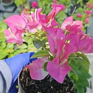 BABY PINK Imperial Thai Delight Bougainvillea Live Plant 5-7