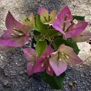 BABY PINK Imperial Thai Delight Bougainvillea Live Plant 5-7