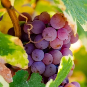 Midgely Seedless Grape Live Plant for Planting 4