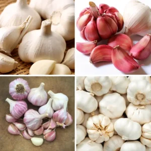 8 Mixed Garlic Bulbs for Planting and Gardening, Hardneck Garlic Tubers, White Red Purple Garlic Bulbs - 1
