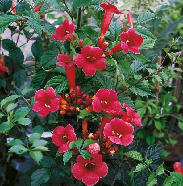 Campsis Radicans Flamenco - Trumpet Creeper Vine - Starter Plant - Image 2
